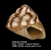 Gibbula racketti (10)